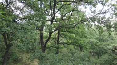 Yazın yeşil ormanın havadan görünüşü. Ukrayna