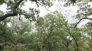 Yazın yeşil ormanın havadan görünüşü. Ukrayna