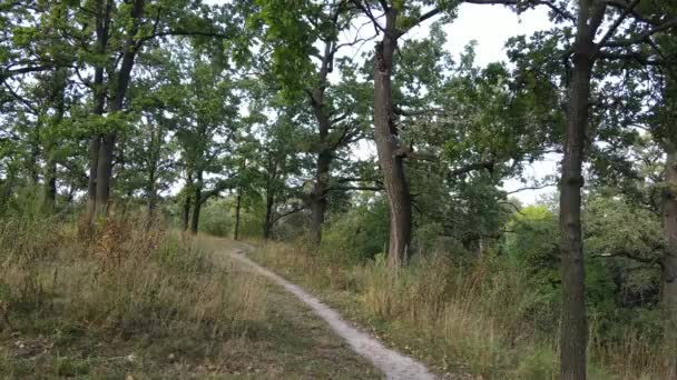 Vista aérea del bosque verde en verano. Ucrania — Vídeos de Stock