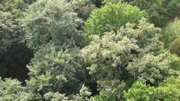 Luchtfoto van groen bos in de zomer. Oekraïne — Stockvideo