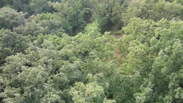 Αεροφωτογραφία του πράσινου δάσους το καλοκαίρι. Ουκρανία — Αρχείο Βίντεο