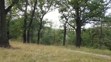 Yazın yeşil ormanın havadan görünüşü. Ukrayna