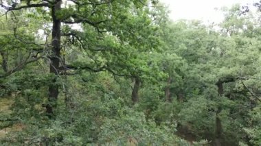 Yazın yeşil ormanın havadan görünüşü. Ukrayna