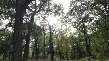 Yazın yeşil ormanın havadan görünüşü. Ukrayna