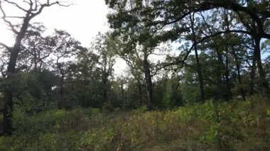 Yazın yeşil ormanın havadan görünüşü. Ukrayna