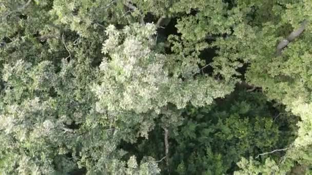 Flygfoto över grön skog på sommaren. Ukraina — Stockvideo