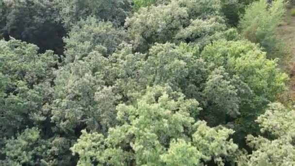 Flygfoto över grön skog på sommaren. Ukraina — Stockvideo