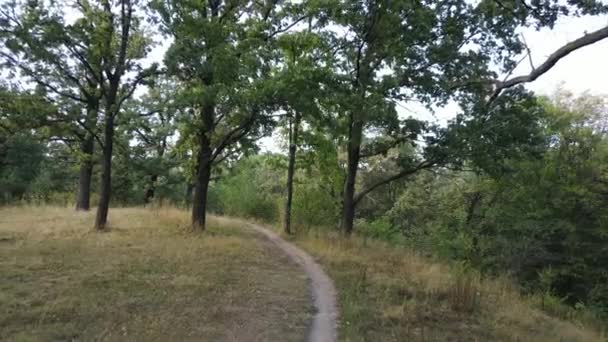 Vista aérea del bosque verde en verano. Ucrania — Vídeos de Stock