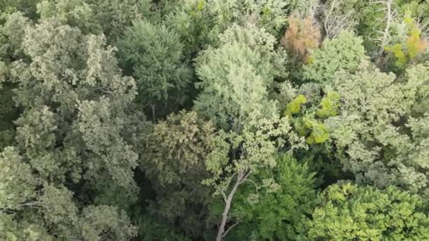 여름에는 녹색 숲을 공중에서 볼 수있습니다. 우크라이나 — 비디오