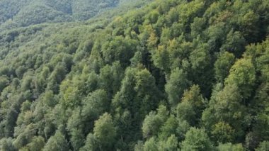 Dağlardaki orman. Sonbaharda Karpat Dağları 'nın havadan görünüşü. Ukrayna