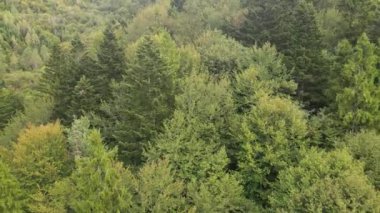 Dağlardaki orman. Sonbaharda Karpat Dağları 'nın havadan görünüşü. Ukrayna