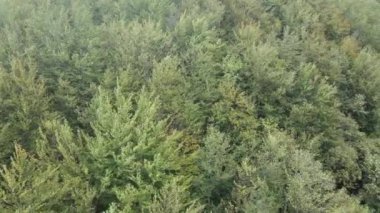 Dağlardaki orman. Sonbaharda Karpat Dağları 'nın havadan görünüşü. Ukrayna