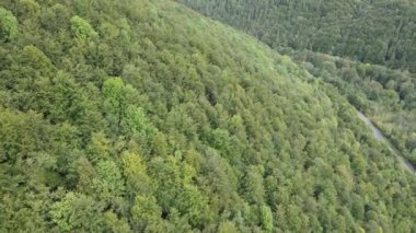 Dağlardaki orman. Sonbaharda Karpat Dağları 'nın havadan görünüşü. Ukrayna