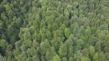 Dağlardaki orman. Sonbaharda Karpat Dağları 'nın havadan görünüşü. Ukrayna