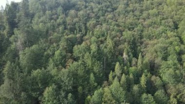 Dağlardaki orman. Sonbaharda Karpat Dağları 'nın havadan görünüşü. Ukrayna