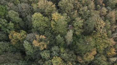 Dağlardaki orman. Sonbaharda Karpat Dağları 'nın havadan görünüşü. Ukrayna