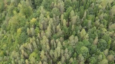 Dağlardaki orman. Sonbaharda Karpat Dağları 'nın havadan görünüşü. Ukrayna