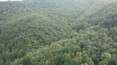 Dağlardaki orman. Sonbaharda Karpat Dağları 'nın havadan görünüşü. Ukrayna
