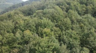 Dağlardaki orman. Sonbaharda Karpat Dağları 'nın havadan görünüşü. Ukrayna