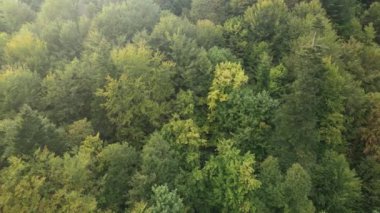 Dağlardaki orman. Sonbaharda Karpat Dağları 'nın havadan görünüşü. Ukrayna