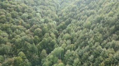 Dağlardaki orman. Sonbaharda Karpat Dağları 'nın havadan görünüşü. Ukrayna
