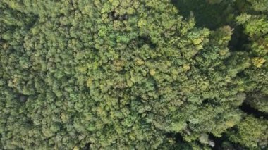 Dağlardaki orman. Sonbaharda Karpat Dağları 'nın havadan görünüşü. Ukrayna