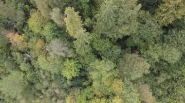 Dağlardaki orman. Sonbaharda Karpat Dağları 'nın havadan görünüşü. Ukrayna