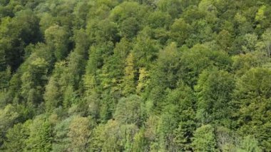 Dağlardaki orman. Sonbaharda Karpat Dağları 'nın havadan görünüşü. Ukrayna