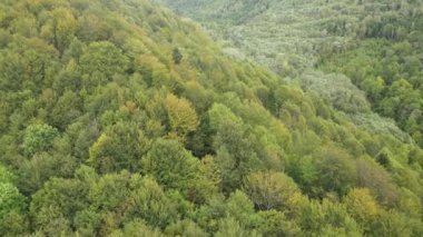 Dağlardaki orman. Sonbaharda Karpat Dağları 'nın havadan görünüşü. Ukrayna