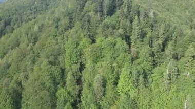 Dağlardaki orman. Sonbaharda Karpat Dağları 'nın havadan görünüşü. Ukrayna