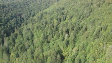 Dağlardaki orman. Sonbaharda Karpat Dağları 'nın havadan görünüşü. Ukrayna