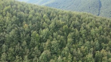 Dağlardaki orman. Sonbaharda Karpat Dağları 'nın havadan görünüşü. Ukrayna