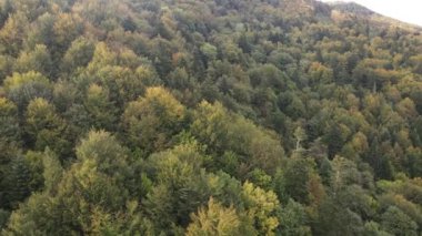 Dağlardaki orman. Sonbaharda Karpat Dağları 'nın havadan görünüşü. Ukrayna