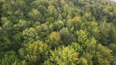 Dağlardaki orman. Sonbaharda Karpat Dağları 'nın havadan görünüşü. Ukrayna