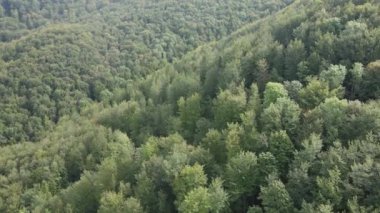 Dağlardaki orman. Sonbaharda Karpat Dağları 'nın havadan görünüşü. Ukrayna
