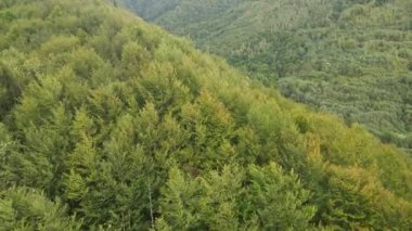 Dağlardaki orman. Sonbaharda Karpat Dağları 'nın havadan görünüşü. Ukrayna