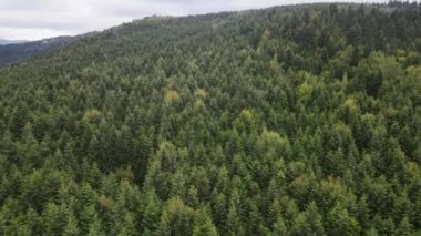 Dağlardaki orman. Sonbaharda Karpat Dağları 'nın havadan görünüşü. Ukrayna