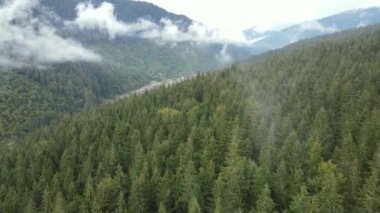 Dağlardaki orman. Sonbaharda Karpat Dağları 'nın havadan görünüşü. Ukrayna