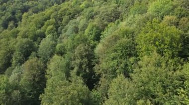 Dağlardaki orman. Sonbaharda Karpat Dağları 'nın havadan görünüşü. Ukrayna
