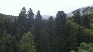 Dağlardaki orman. Sonbaharda Karpat Dağları 'nın havadan görünüşü. Ukrayna