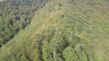 Dağlardaki orman. Sonbaharda Karpat Dağları 'nın havadan görünüşü. Ukrayna