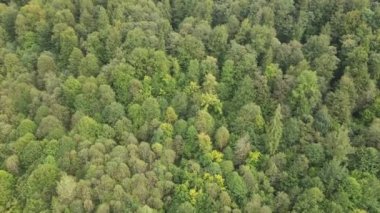 Dağlardaki orman. Sonbaharda Karpat Dağları 'nın havadan görünüşü. Ukrayna