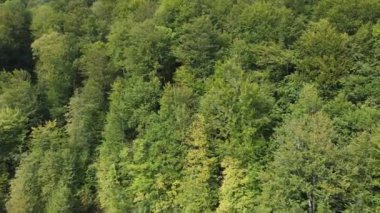 Dağlardaki orman. Sonbaharda Karpat Dağları 'nın havadan görünüşü. Ukrayna