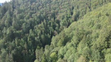 Dağlardaki orman. Sonbaharda Karpat Dağları 'nın havadan görünüşü. Ukrayna