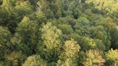 Dağlardaki orman. Sonbaharda Karpat Dağları 'nın havadan görünüşü. Ukrayna