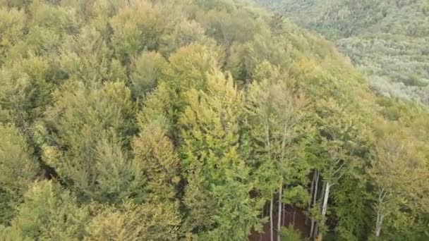 Forêt dans les montagnes. Vue aérienne des Carpates en automne. Ukraine