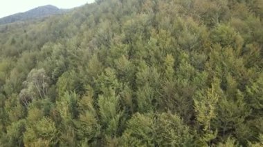 Dağlardaki orman. Sonbaharda Karpat Dağları 'nın havadan görünüşü. Ukrayna