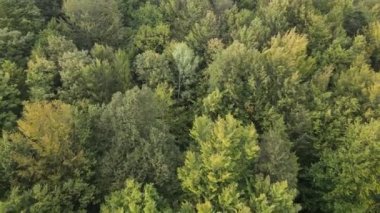 Dağlardaki orman. Sonbaharda Karpat Dağları 'nın havadan görünüşü. Ukrayna