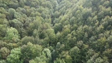 Dağlardaki orman. Sonbaharda Karpat Dağları 'nın havadan görünüşü. Ukrayna