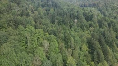Dağlardaki orman. Sonbaharda Karpat Dağları 'nın havadan görünüşü. Ukrayna